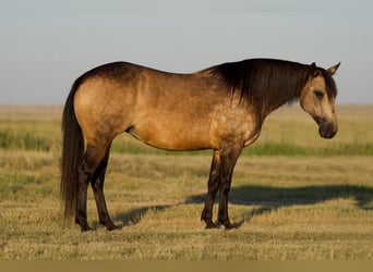 Quarter Pony, Merrie, 10 Jaar, 142 cm, Buckskin