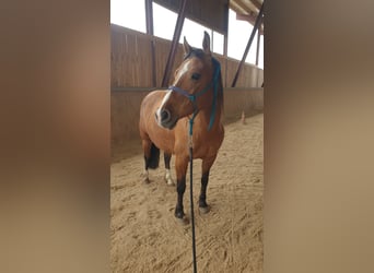 Quarter Pony, Merrie, 10 Jaar, 142 cm, Roodbruin