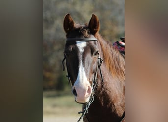 Quarter Pony, Merrie, 10 Jaar, 142 cm, Vos