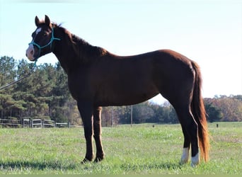 Quarter Pony, Merrie, 10 Jaar, 142 cm, Vos