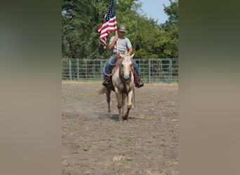 Quarter Pony, Merrie, 10 Jaar, 145 cm, Palomino