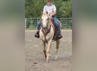 Quarter Pony, Merrie, 10 Jaar, 145 cm, Palomino
