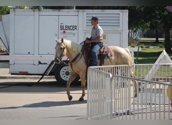 Quarter Pony, Merrie, 10 Jaar, 145 cm, Palomino