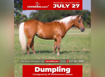 Quarter Pony, Merrie, 10 Jaar, Palomino
