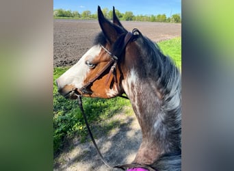 Quarter Pony, Merrie, 11 Jaar, 155 cm, Overo-alle-kleuren
