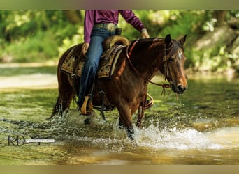 Quarter Pony, Merrie, 12 Jaar, 124 cm, Roodbruin