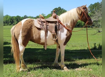 Quarter Pony, Merrie, 12 Jaar, 130 cm, Grullo