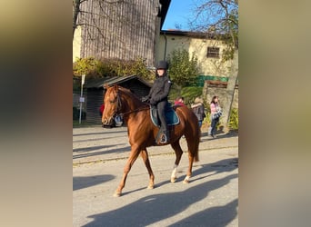 Quarter Pony Mix, Merrie, 12 Jaar, 150 cm, Vos