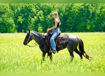 Quarter Pony, Merrie, 13 Jaar, 142 cm, Roan-Blue
