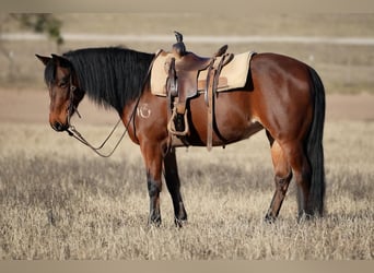 Quarter Pony, Merrie, 13 Jaar, 142 cm, Roodbruin