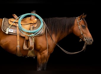 Quarter Pony, Merrie, 14 Jaar, 137 cm, Roodbruin