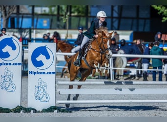 Quarter Pony, Merrie, 14 Jaar, 145 cm, Falbe