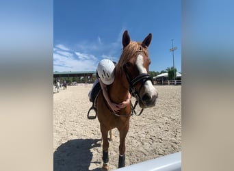 Quarter Pony, Merrie, 14 Jaar, 145 cm, Falbe