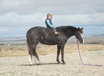 Quarter Pony, Merrie, 14 Jaar, Roan-Blue