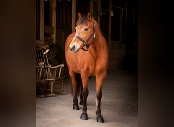 Quarter Pony, Merrie, 14 Jaar, Roodbruin