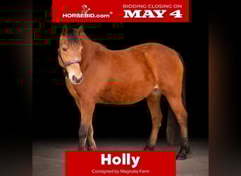 Quarter Pony, Merrie, 14 Jaar, Roodbruin