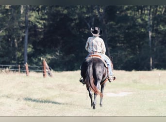 Quarter Pony, Stute, 15 Jahre, 140 cm, Rappe