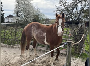 Quarter Pony Mix, Merrie, 15 Jaar, 148 cm, Gevlekt-paard