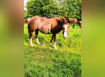 Quarter Pony Mix, Merrie, 15 Jaar, 148 cm, Gevlekt-paard