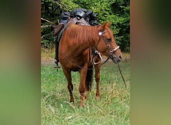 Quarter Pony Mix, Merrie, 17 Jaar, 151 cm, Donkere-vos