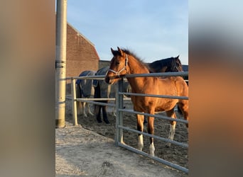 Quarter Pony Mix, Merrie, 1 Jaar, 110 cm, Lichtbruin