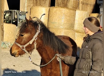 Quarter Pony Mix, Merrie, 1 Jaar, 148 cm, Bruin