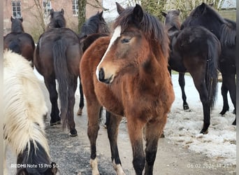 Quarter Pony Mix, Merrie, 1 Jaar, 150 cm, Bruin