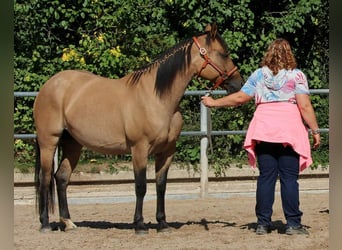 Quarter Pony, Merrie, 1 Jaar, 152 cm, Roan-Blue