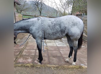 Quarter Pony, Merrie, 1 Jaar, 157 cm, Roan-Blue