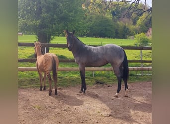 Quarter Pony, Merrie, 1 Jaar, 157 cm, Roan-Blue