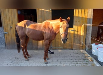 Quarter Pony, Merrie, 21 Jaar, 155 cm, Vos