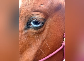 Quarter Pony Mix, Merrie, 2 Jaar, 145 cm, Vos
