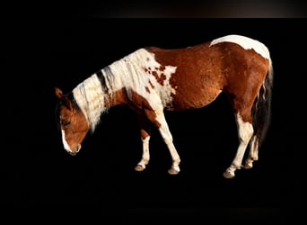 Quarter Pony, Merrie, 2 Jaar, 153 cm, Gevlekt-paard