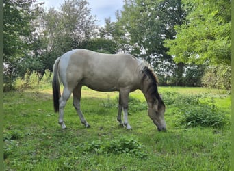 Quarter Pony, Merrie, 2 Jaar, Champagne