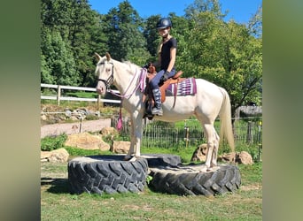 Quarter Pony, Merrie, 3 Jaar, 140 cm, Champagne