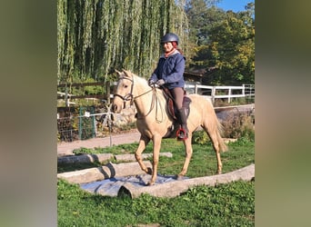 Quarter Pony, Merrie, 3 Jaar, 142 cm, Palomino