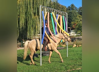 Quarter Pony, Merrie, 3 Jaar, 142 cm, Palomino