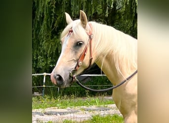 Quarter Pony, Merrie, 3 Jaar, 147 cm, Gevlekt-paard