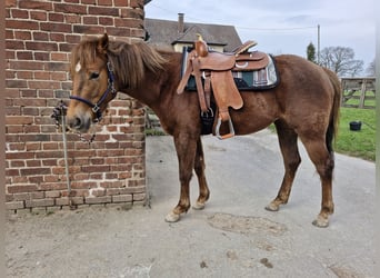 Quarter Pony Mix, Merrie, 3 Jaar, 150 cm, Vos
