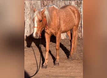 Quarter Pony, Merrie, 4 Jaar, 142 cm, Palomino