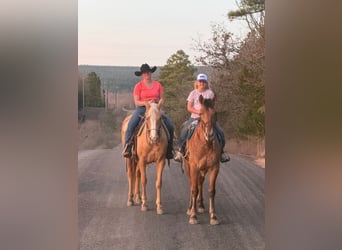 Quarter Pony, Merrie, 4 Jaar, 142 cm, Palomino