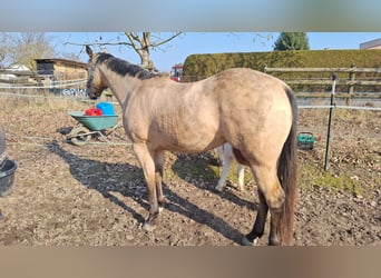 Quarter Pony, Merrie, 4 Jaar, 152 cm, Buckskin