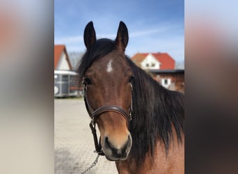 Quarter Pony, Merrie, 4 Jaar, 155 cm, Bruin