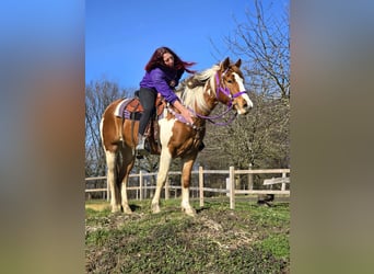 Quarter Pony, Merrie, 4 Jaar, Gevlekt-paard