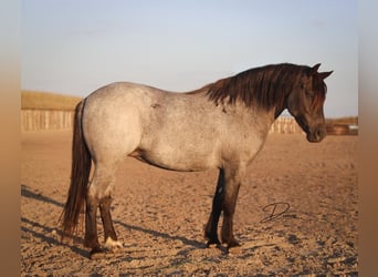 Quarter Pony Mix, Merrie, 5 Jaar, 122 cm, Roan-Blue