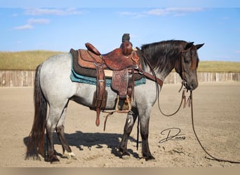 Quarter Pony Mix, Merrie, 5 Jaar, 122 cm, Roan-Blue