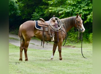 Quarter Pony, Merrie, 5 Jaar, 137 cm, Roodvos