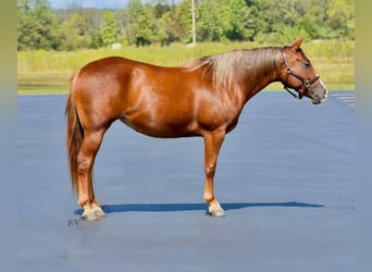 Quarter Pony, Merrie, 5 Jaar, 137 cm, Roodvos