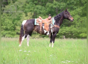 Quarter Pony, Merrie, 5 Jaar, 142 cm, Roodbruin
