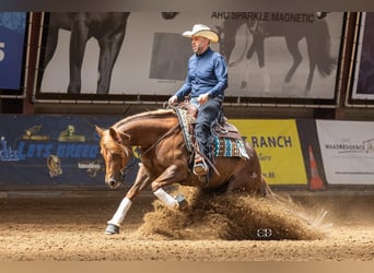 Quarter Pony, Merrie, 5 Jaar, 145 cm, Donkere-vos